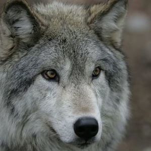 Meet your Posher, Shawna